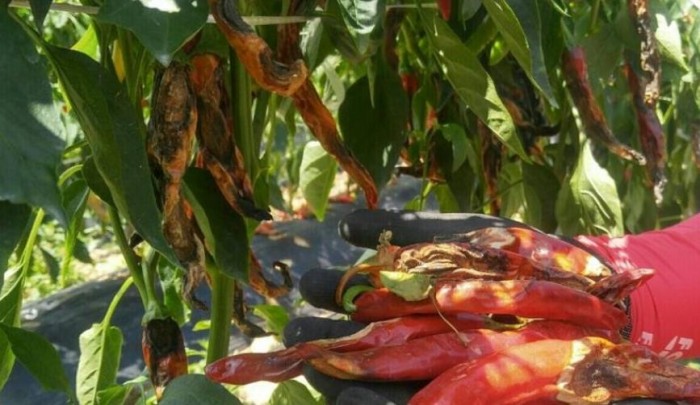 2023-06-12 칼라병.JPG